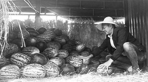 周村吃瓜群众,揭秘民间热点背后的故事