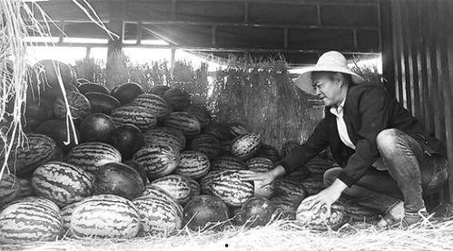石佛寺吃瓜群众事件始末,一场网络舆论的风波与反思