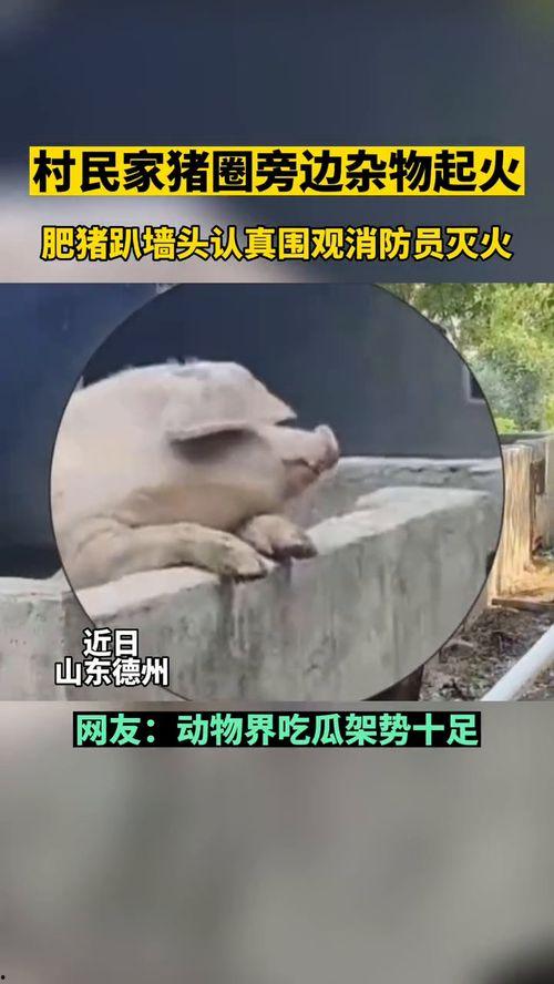 动物也爱做吃瓜群众,揭秘它们的围观现象