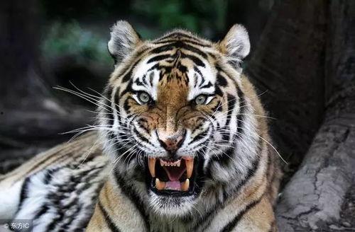 小老虎吃瓜群众是谁说的,是谁道出这句网络热语？