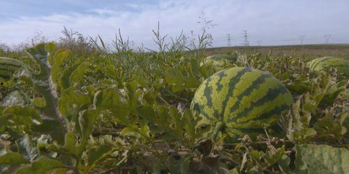 吃瓜群众岱岱的小米圈,一场科技与娱乐的狂欢盛宴